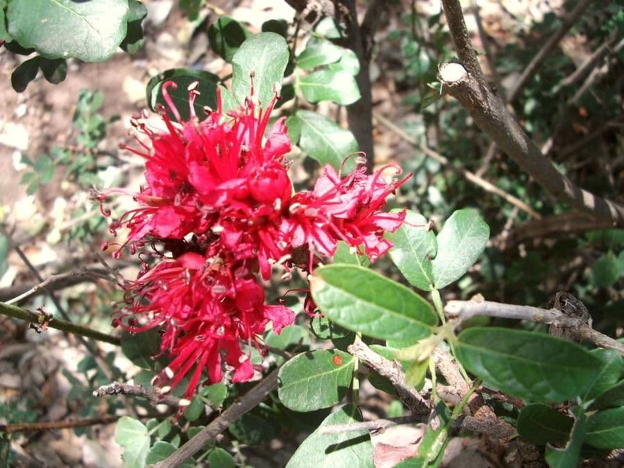 Schotia capitata