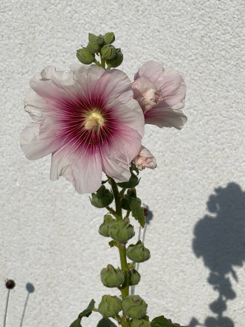 Alcea setosa