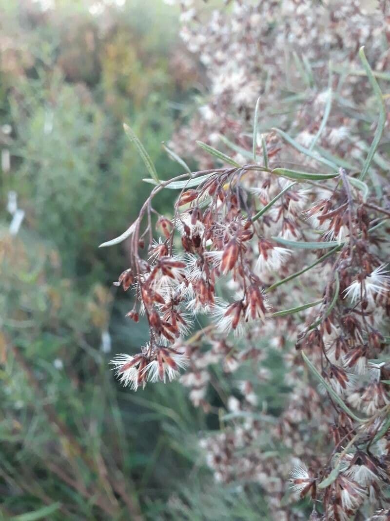 Baccharis halimifolia