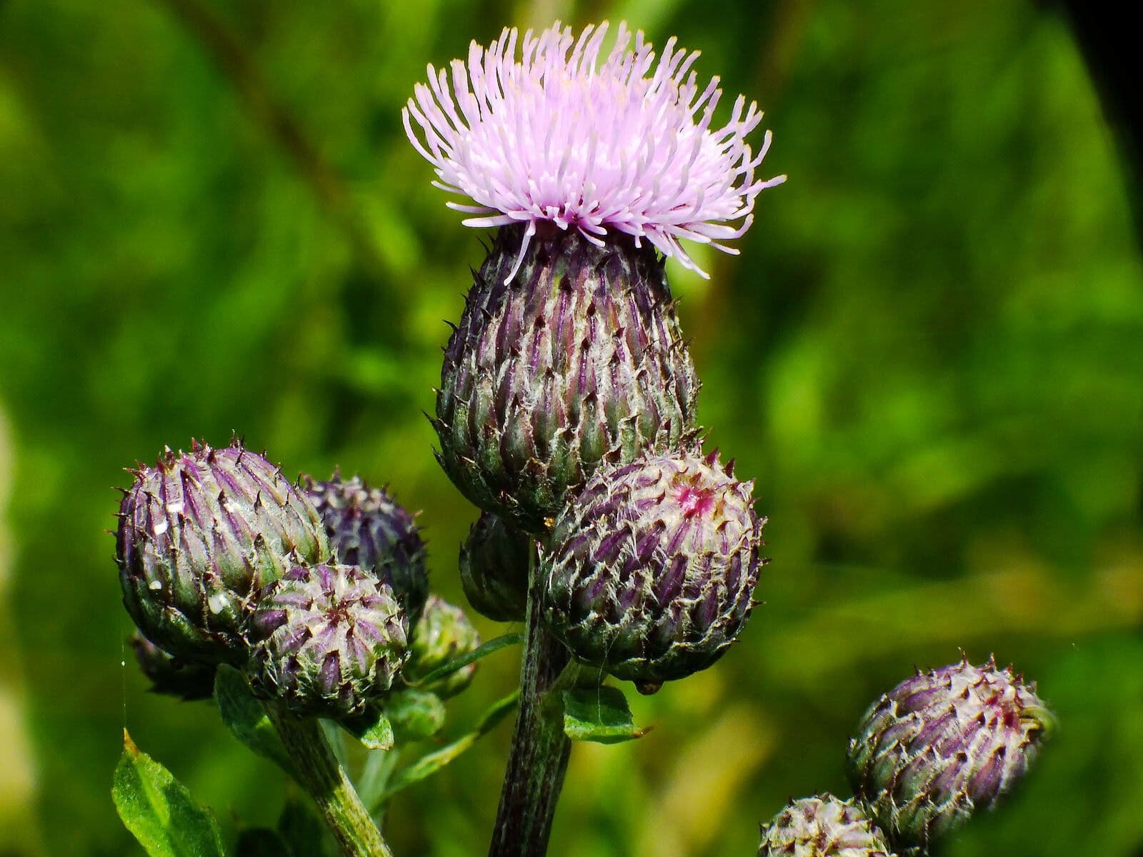 Cirsium arvense