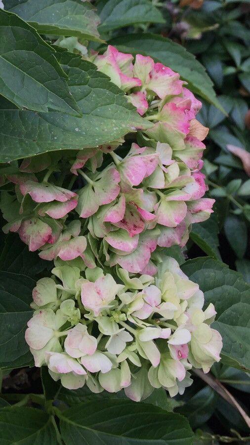 Hydrangea macrophylla