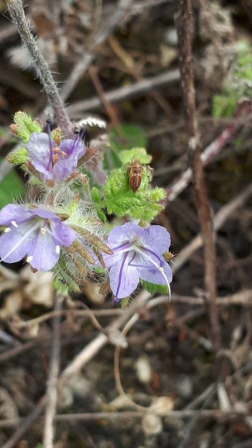 Phacelia distans