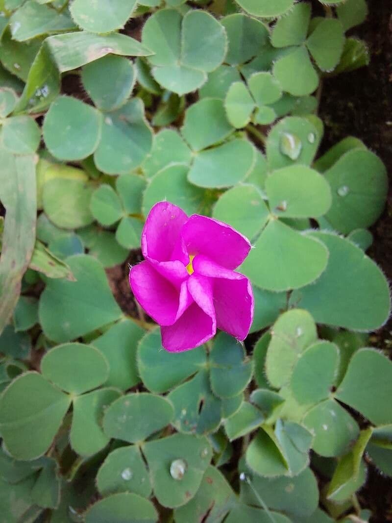 Oxalis purpurea