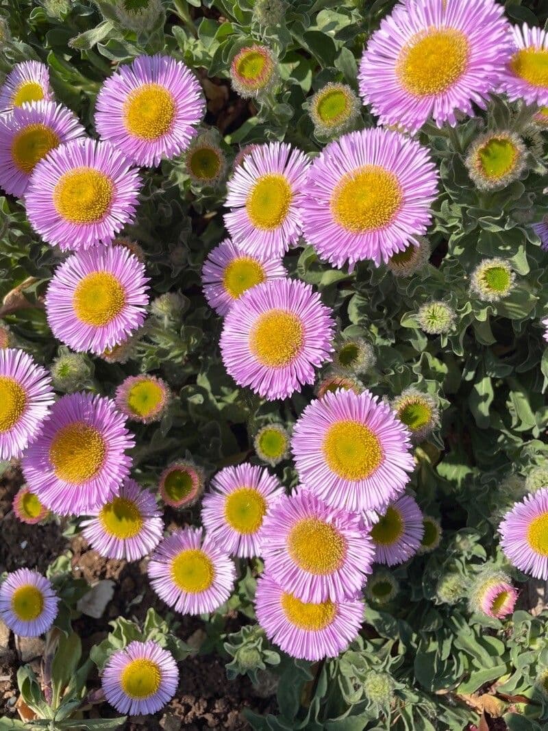 Erigeron glaucus