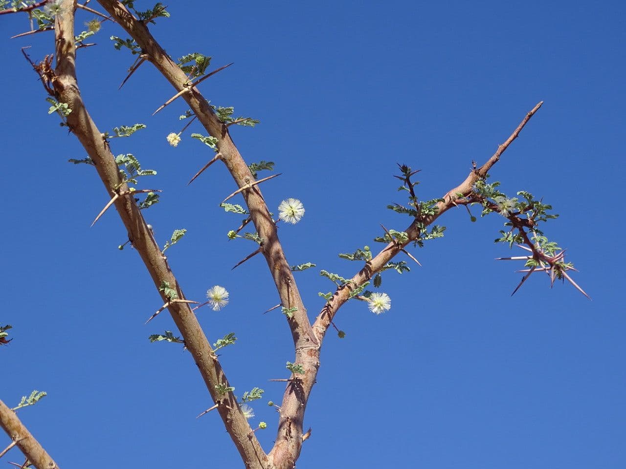 Vachellia tortilis