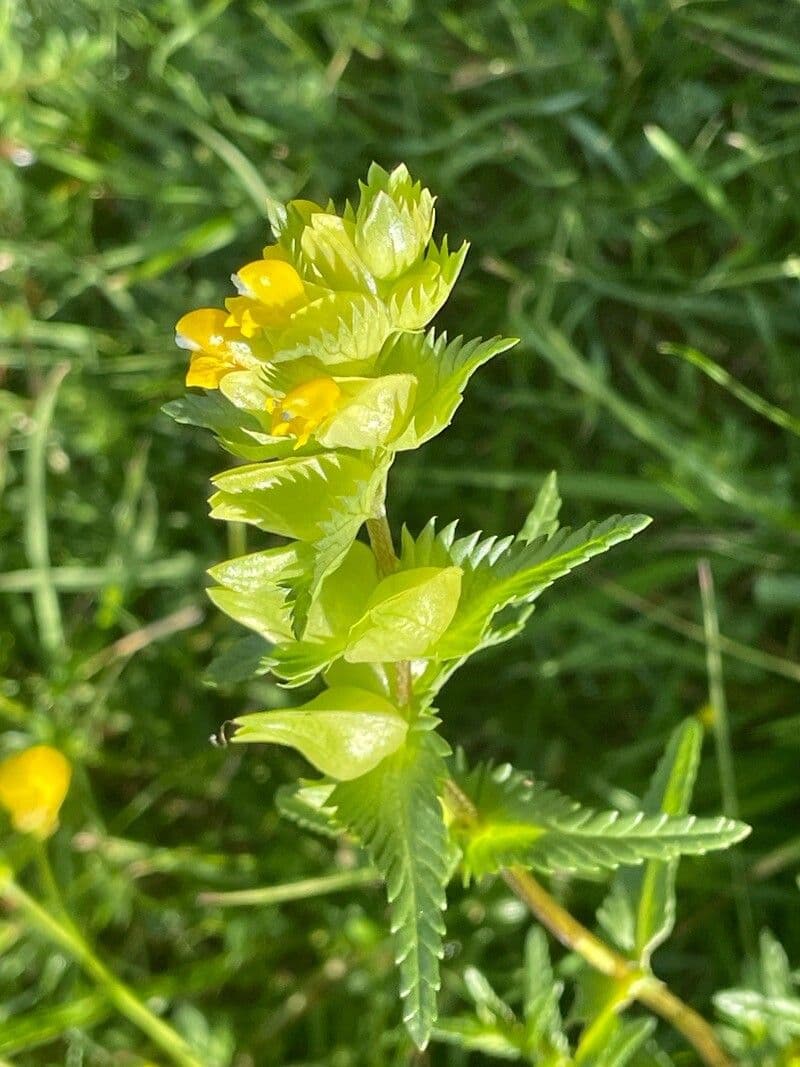 Rhinanthus minor