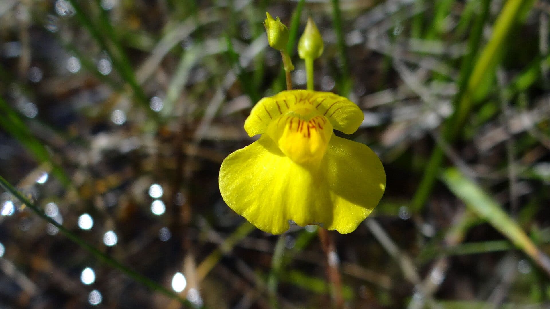 Utricularia intermedia