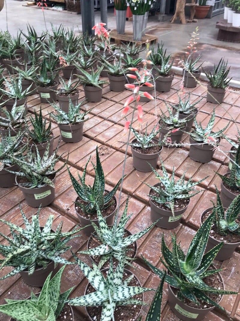 Aloe rauhii