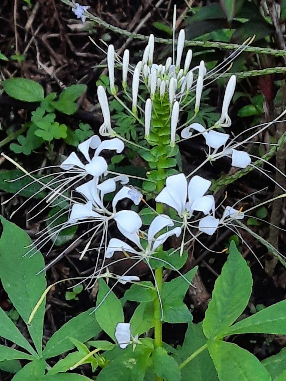 Cleome gynandra