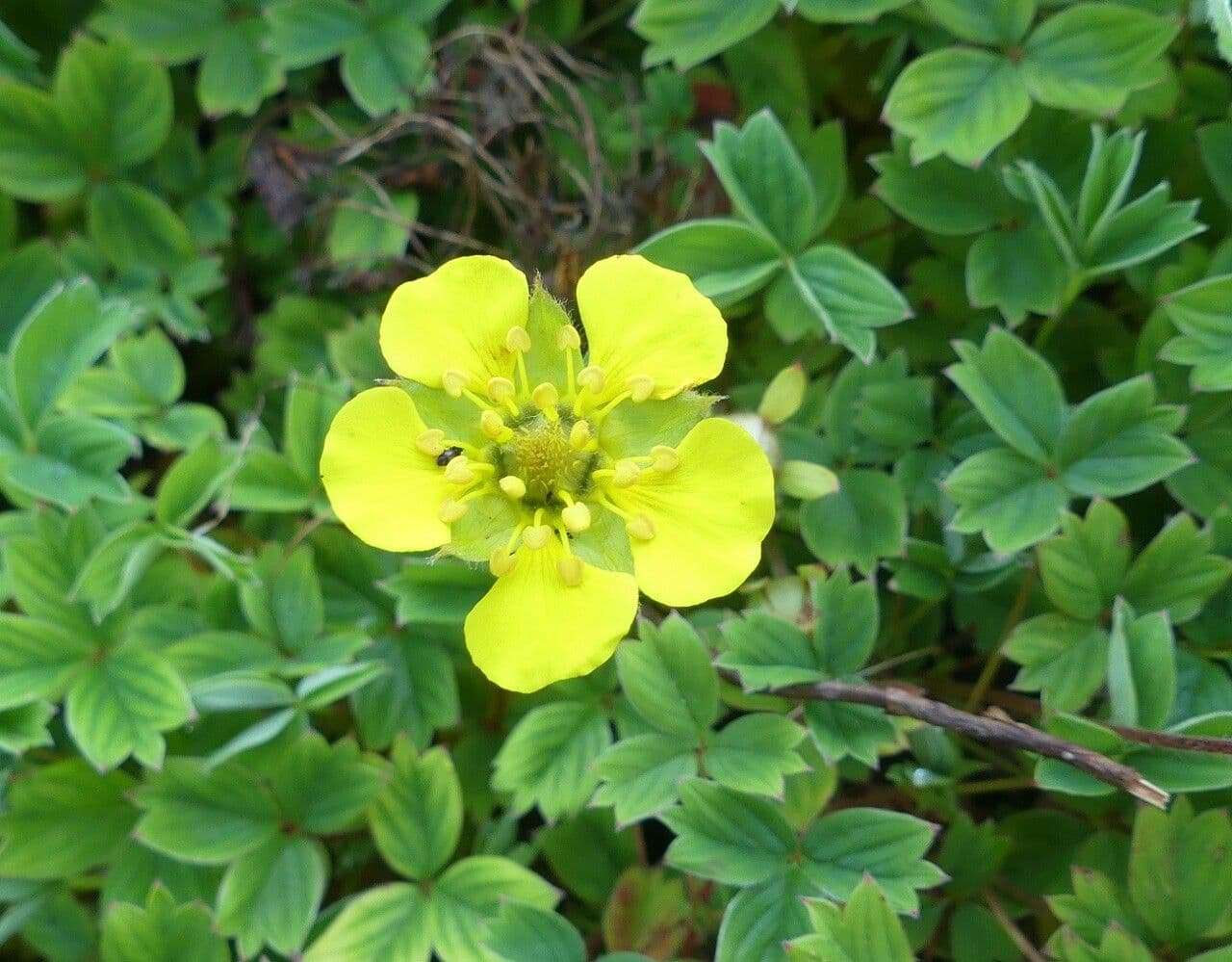 Sibbaldia cuneata
