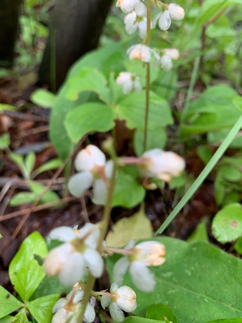 Pyrola elliptica