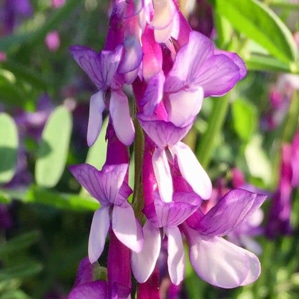 Vicia villosa