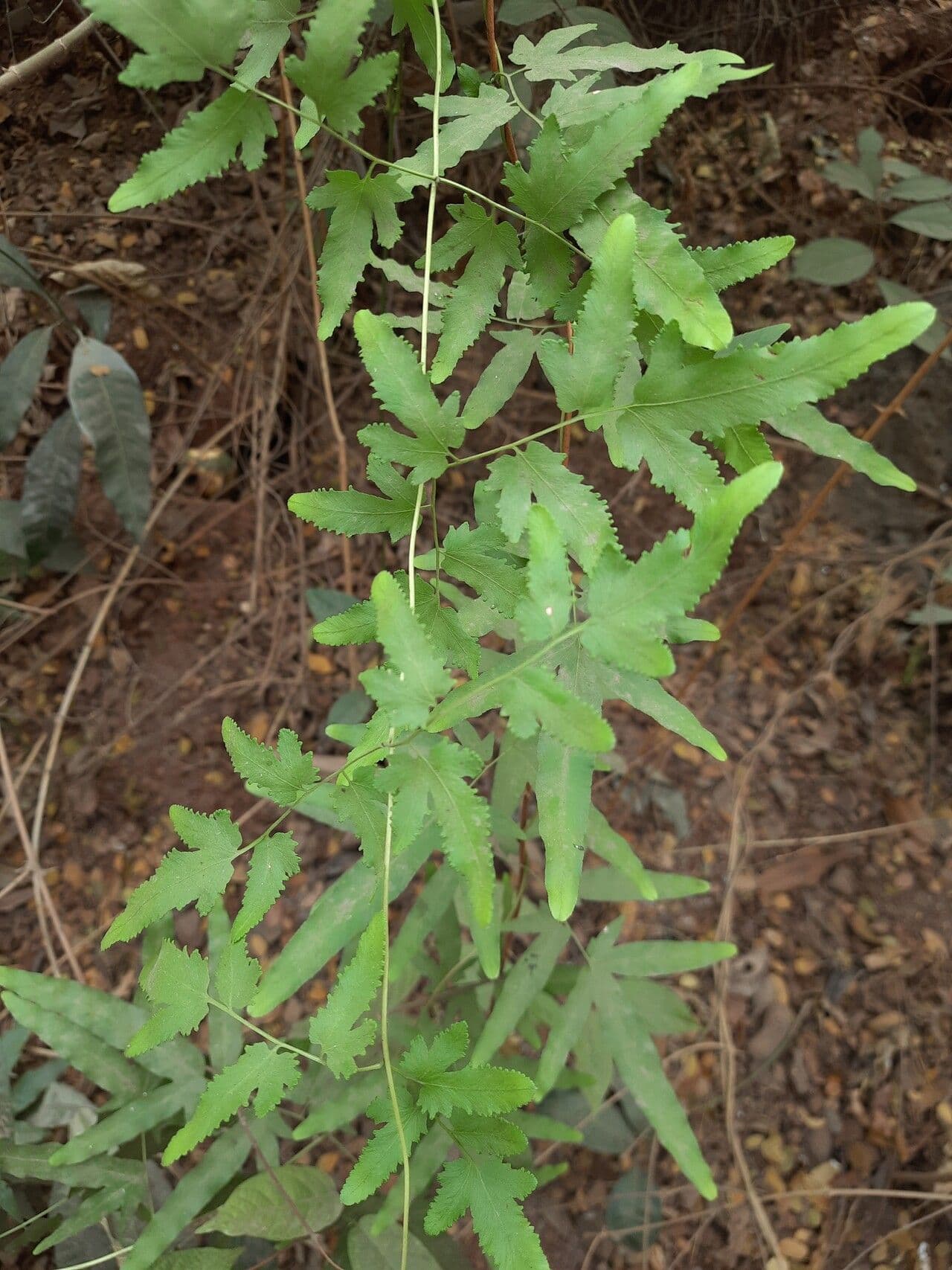 Lygodium venustum