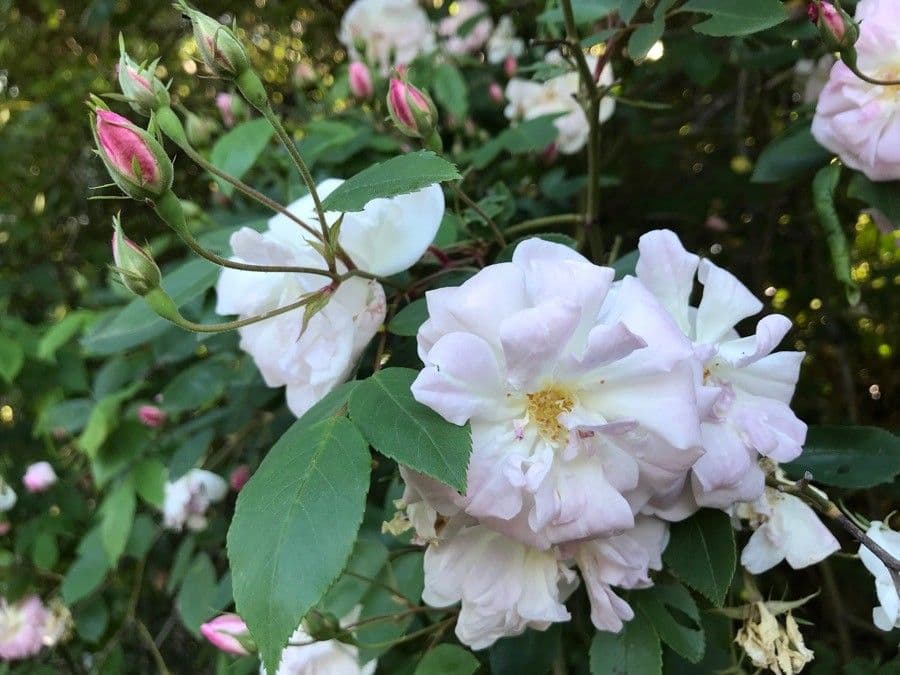 Rosa mollis