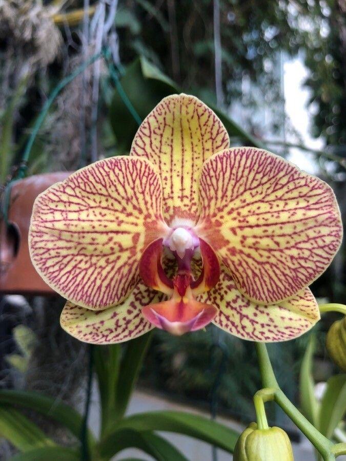 Phalaenopsis amabilis