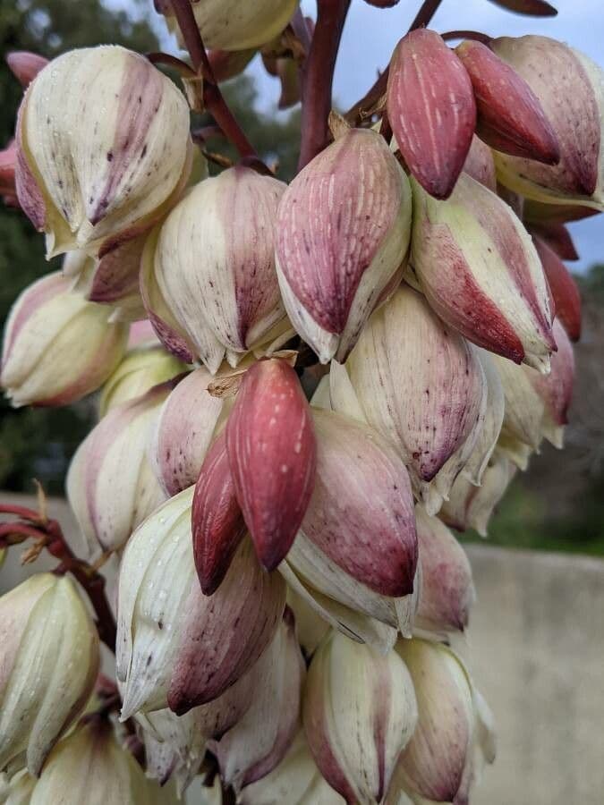 Yucca gloriosa