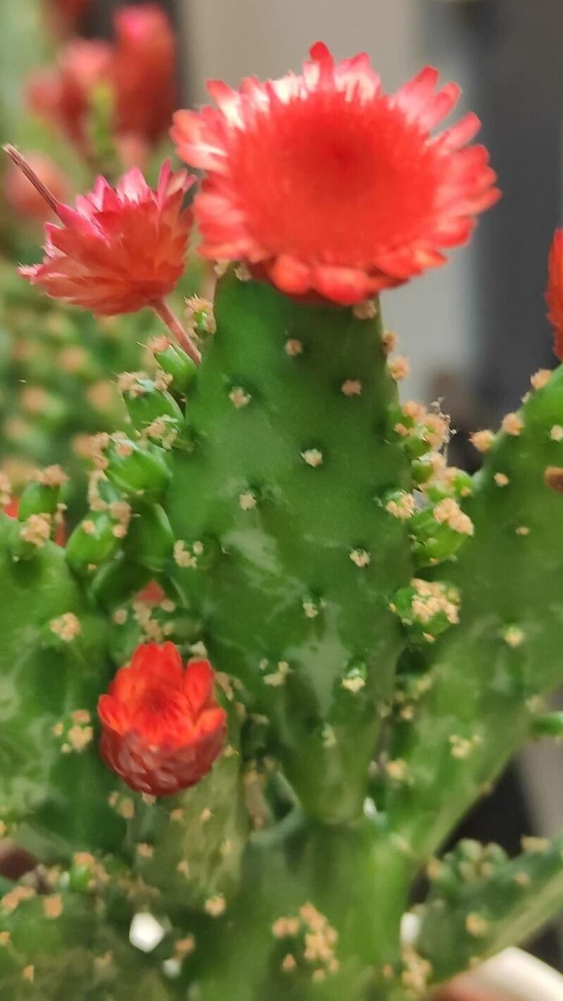 Tephrocactus verschaffeltii