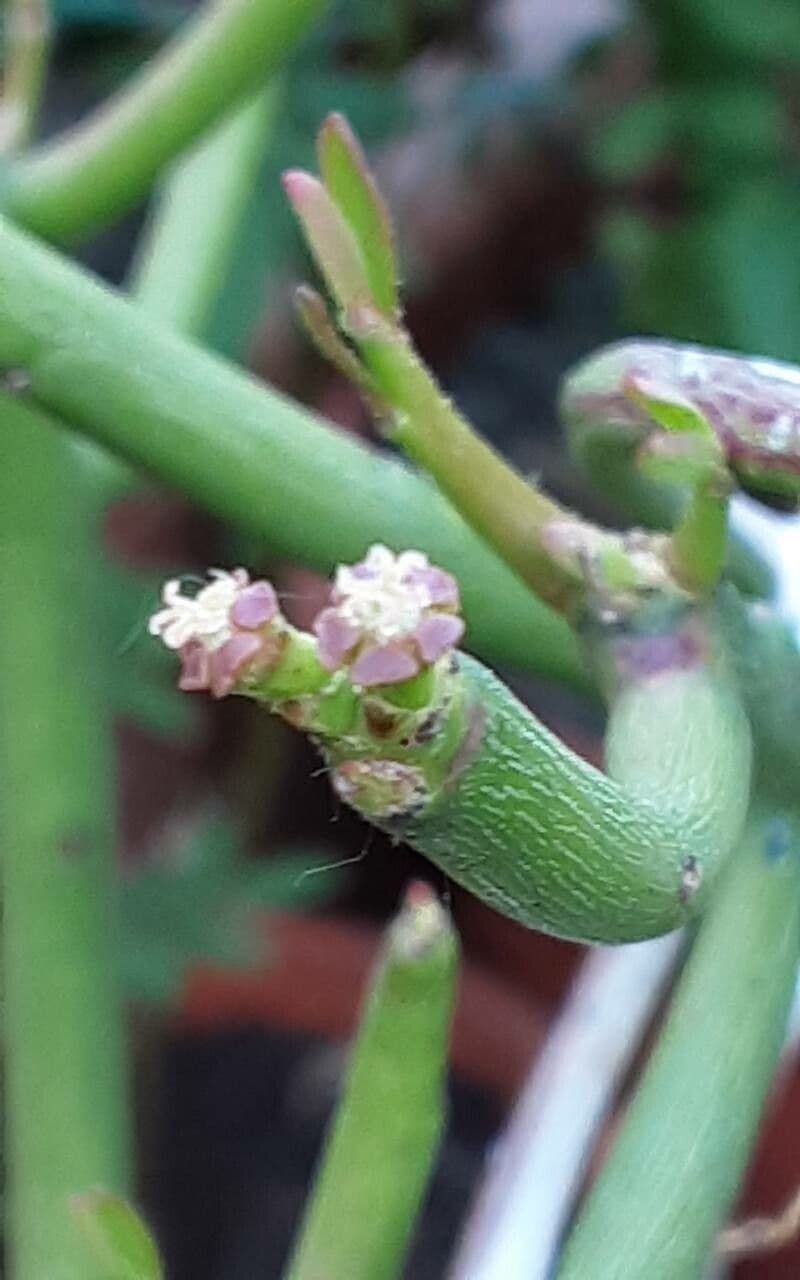 Euphorbia tirucalli