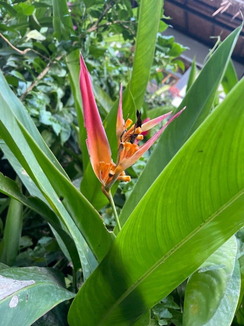 Heliconia latispatha