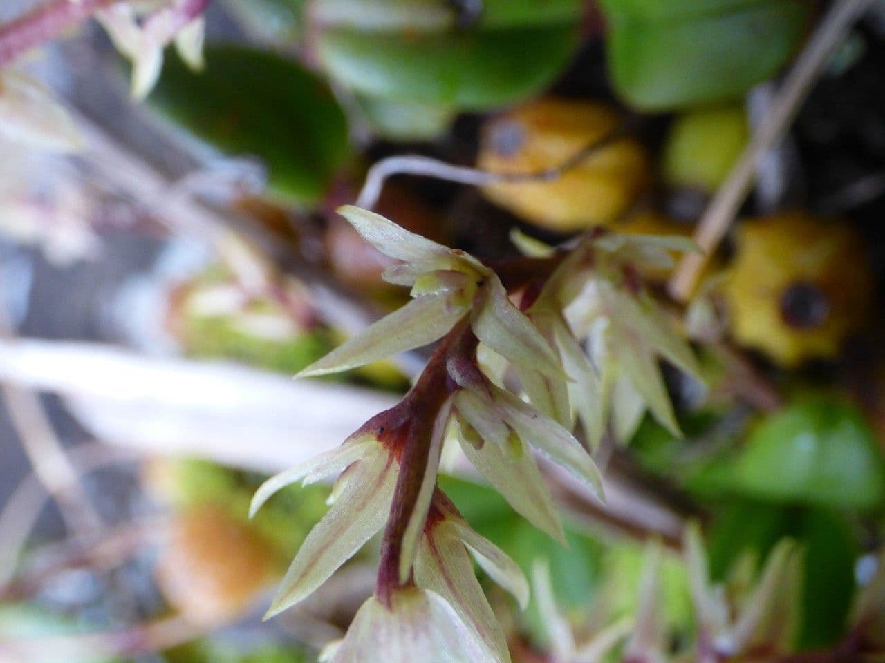 Bulbophyllum nutans