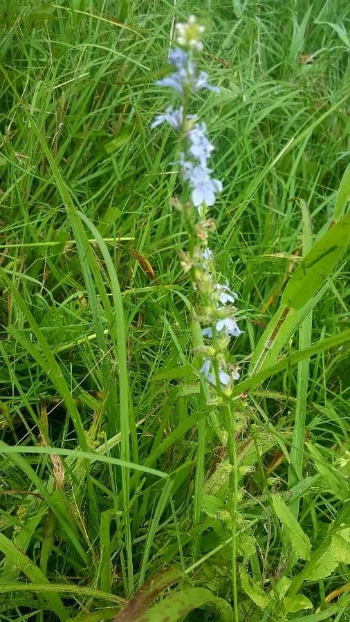 Lobelia spicata