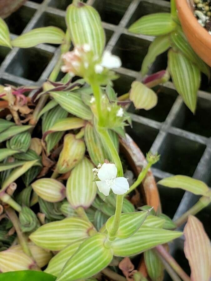 Callisia gentlei