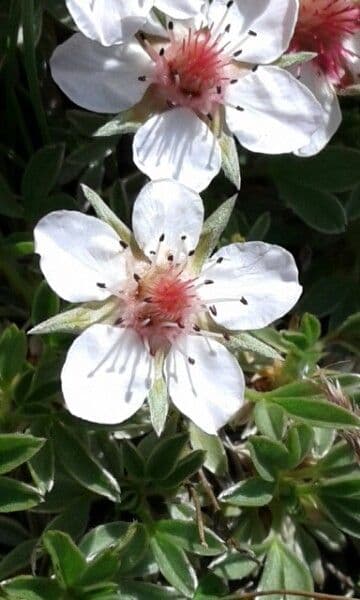 Potentilla nitida