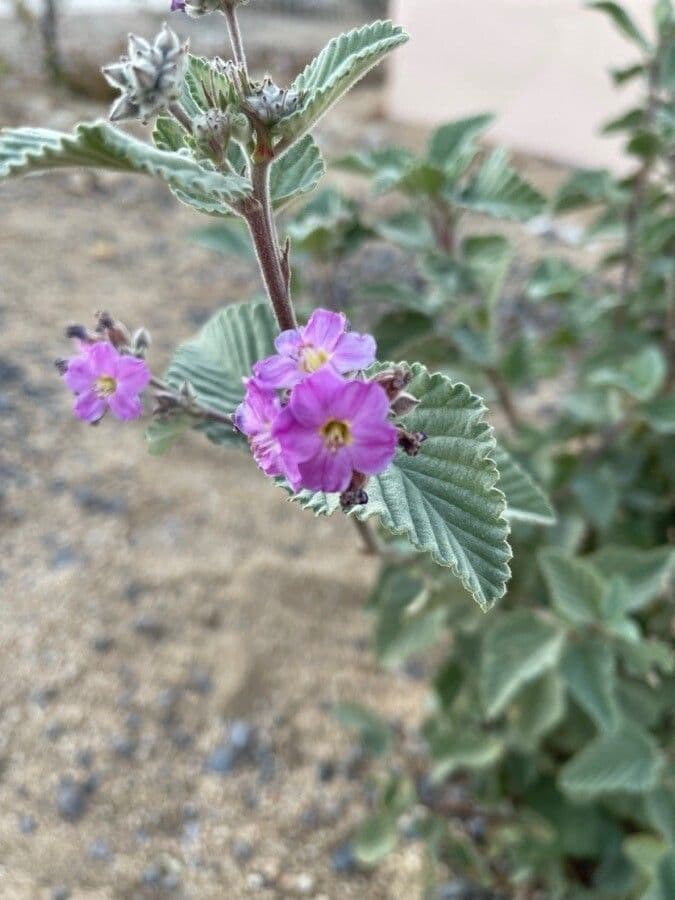 Melochia tomentosa