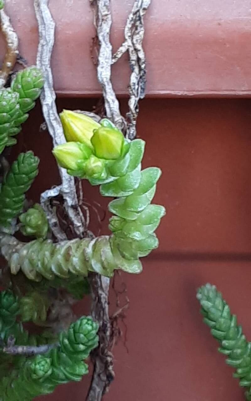 Sedum sexangulare
