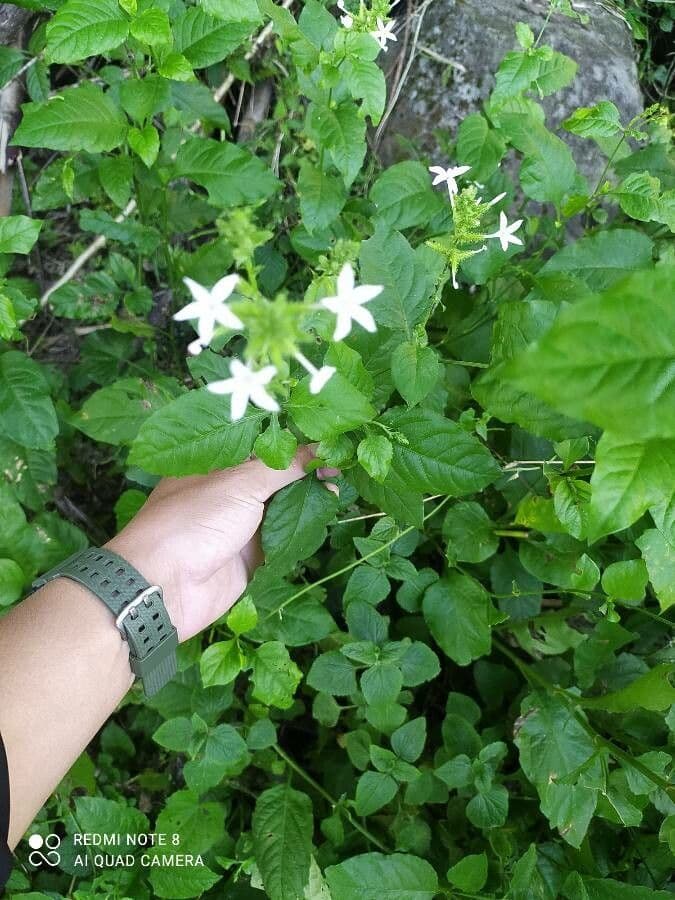 Plumbago zeylanica