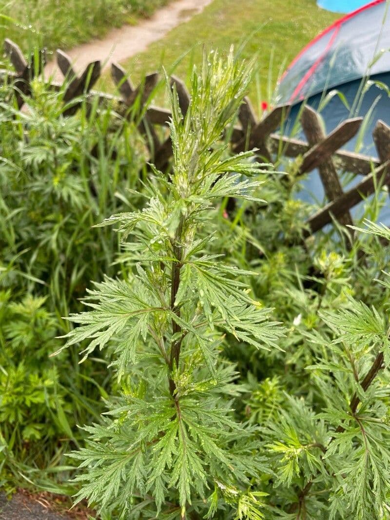 Artemisia verlotiorum