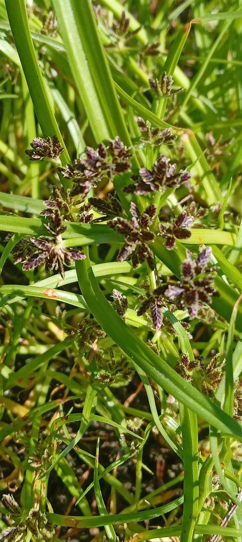 Cyperus fuscus