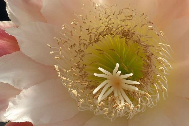 Cereus forbesii