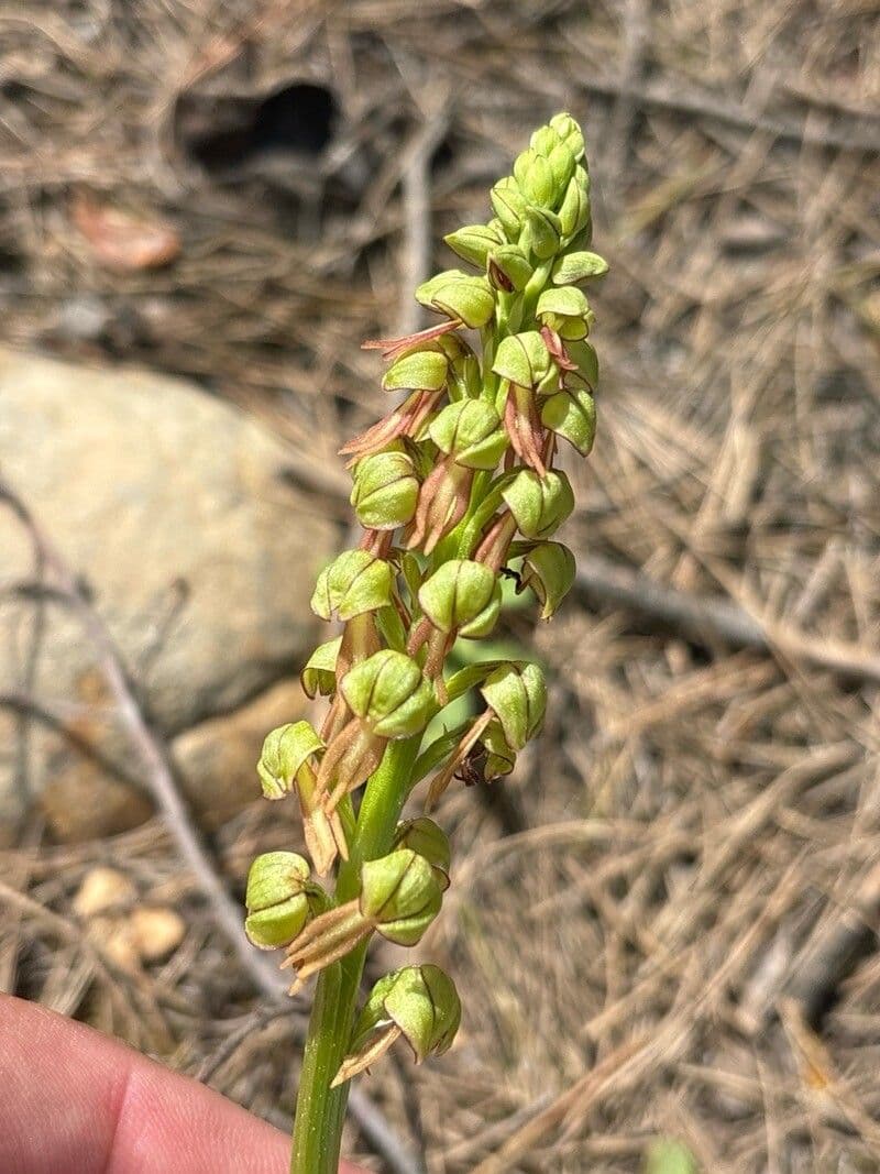 Orchis anthropophora