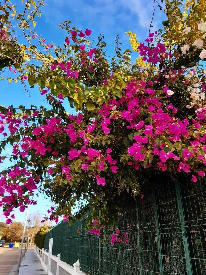 Bougainvillea glabra