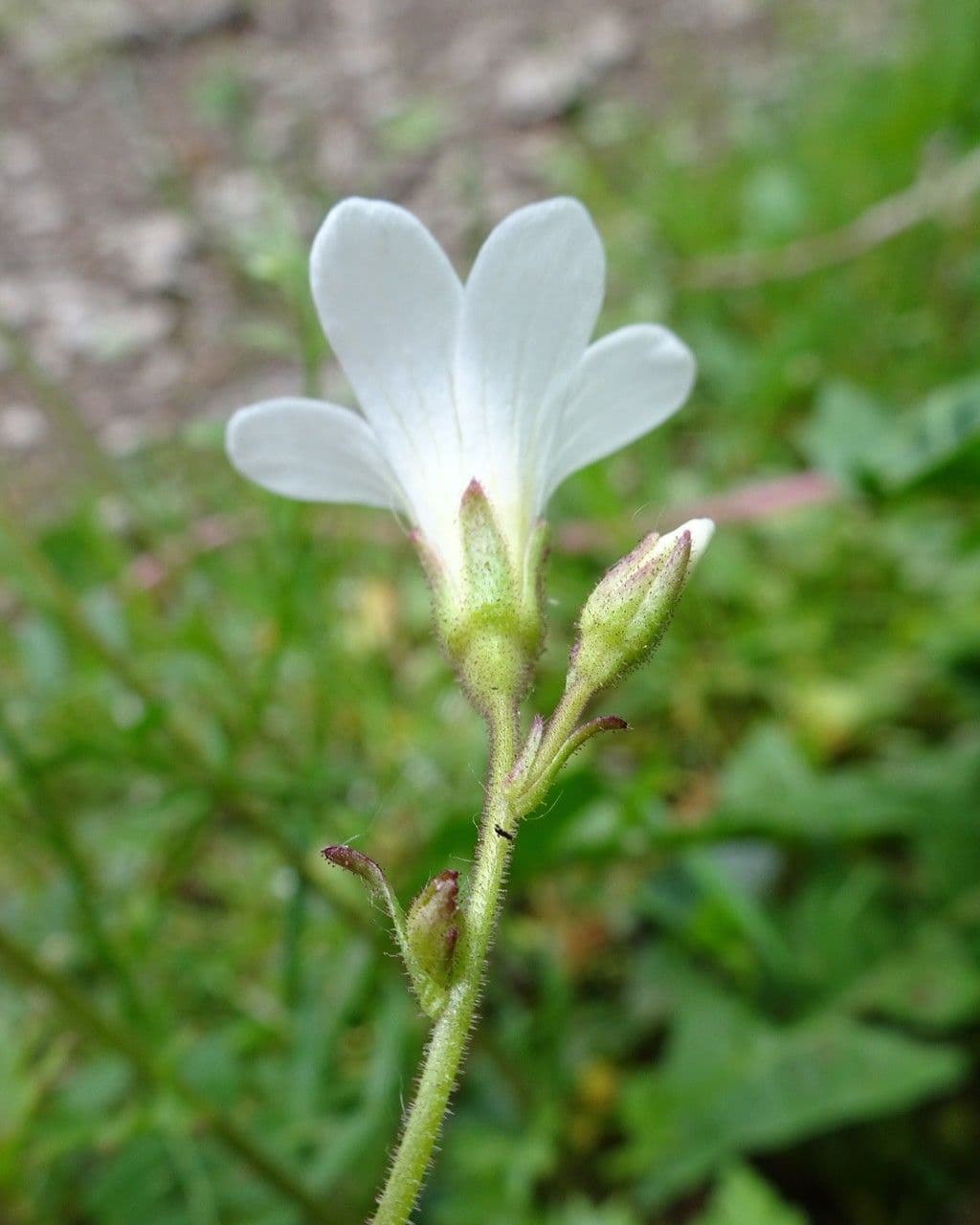 Saxifraga granulata
