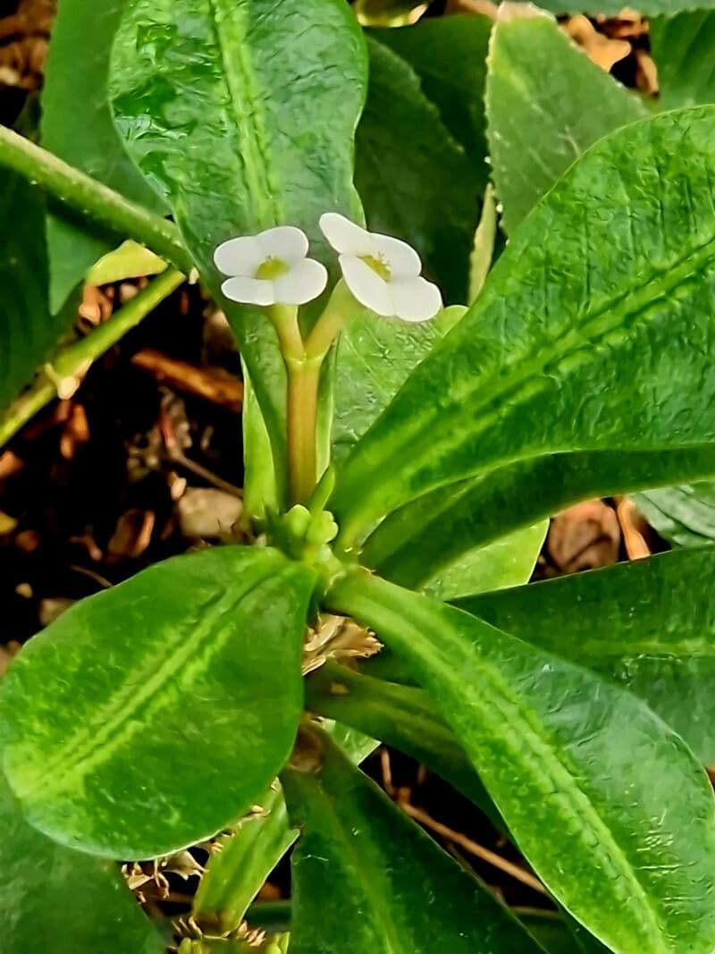 Euphorbia lophogona