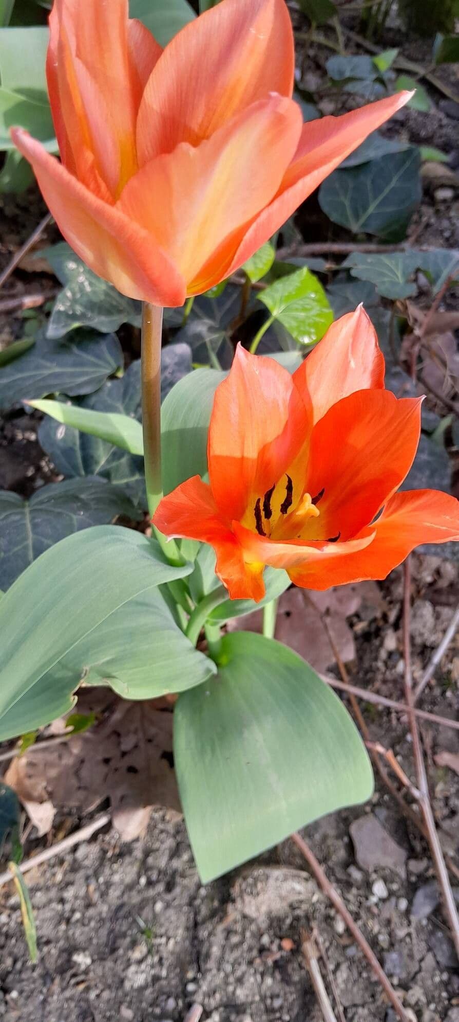 Tulipa praestans