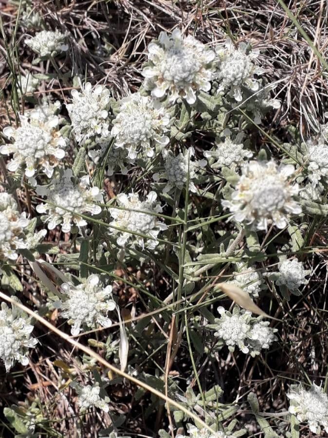 Teucrium polium