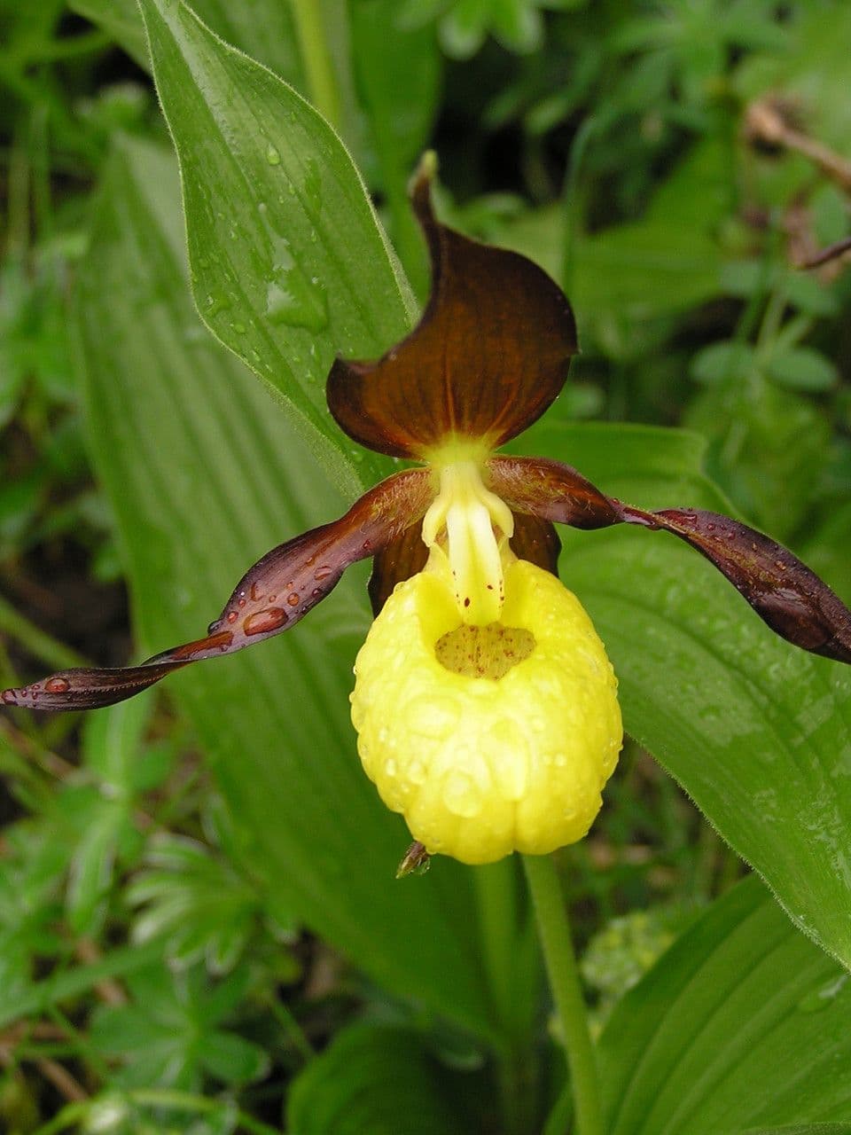 Cypripedium calceolus