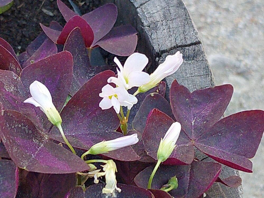 Oxalis triangularis