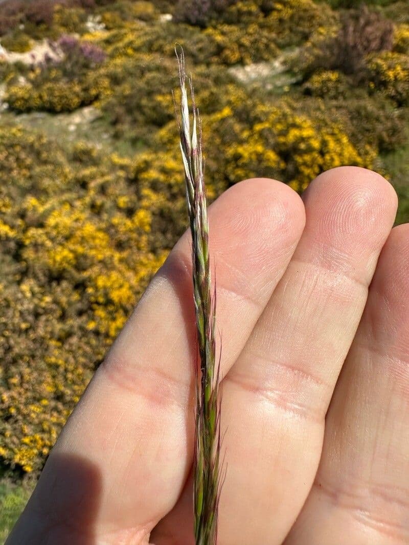 Festuca burgundiana