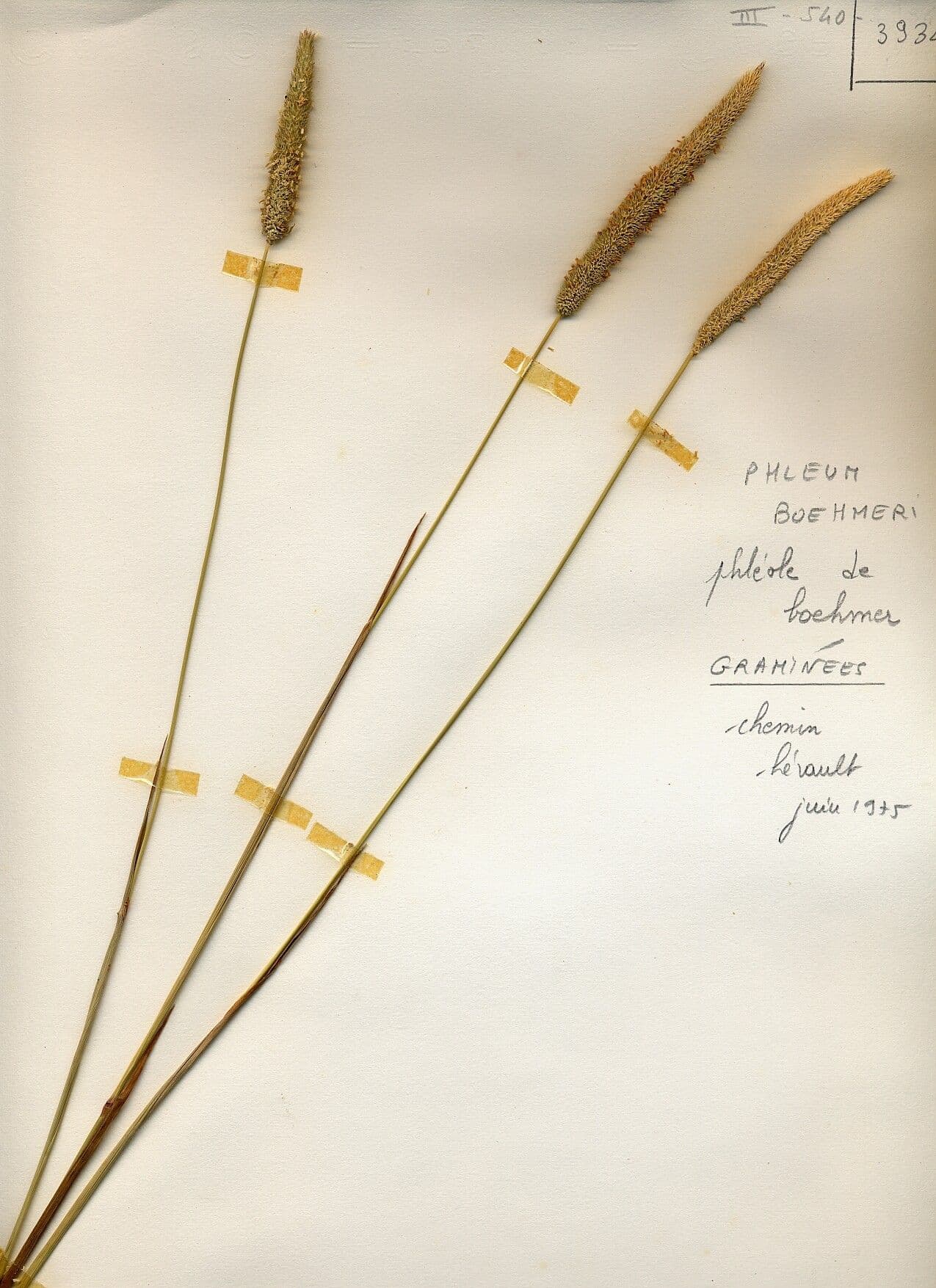 Phleum phleoides