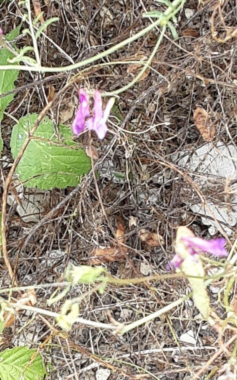 Vicia monantha