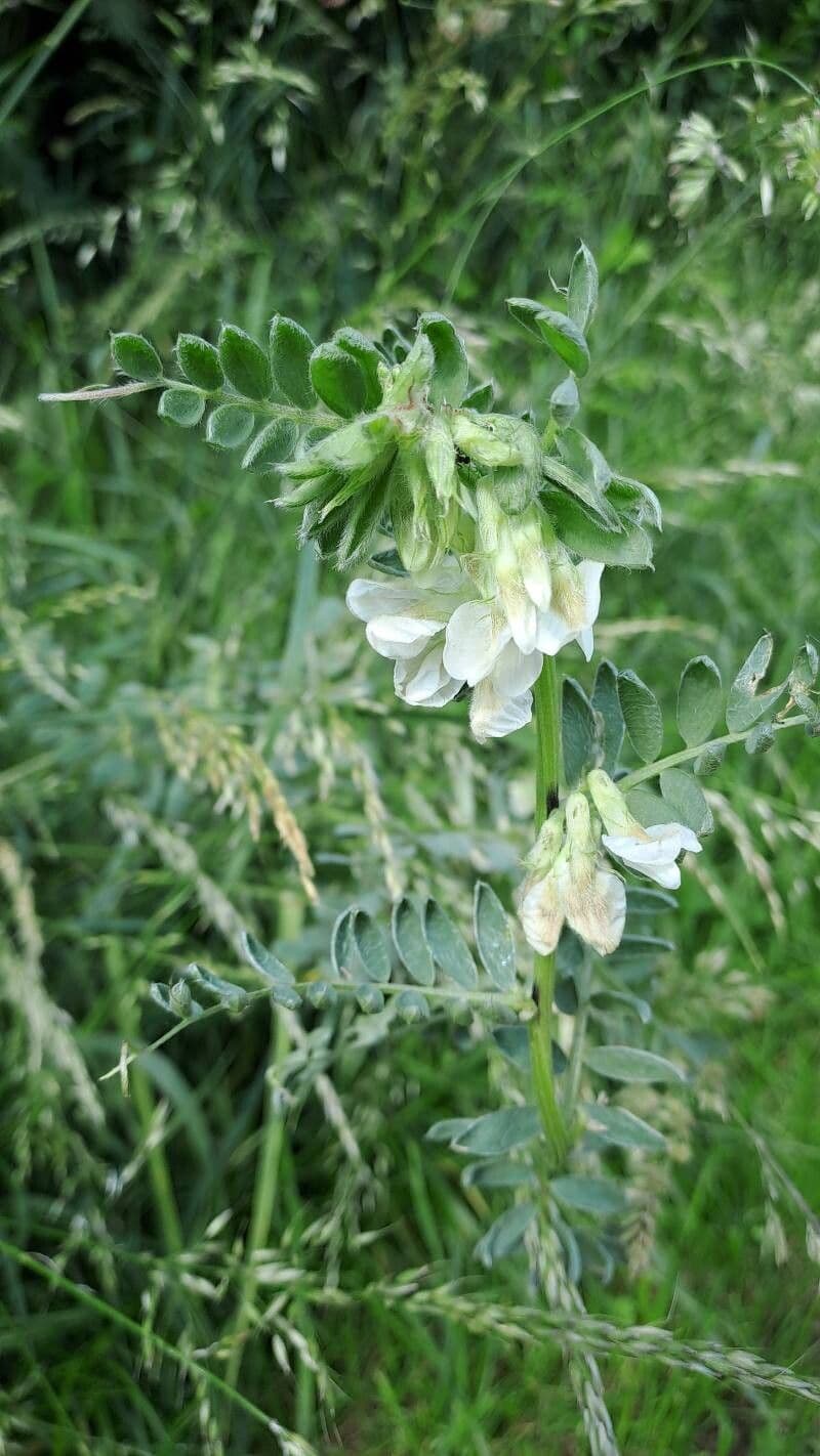 Vicia pannonica