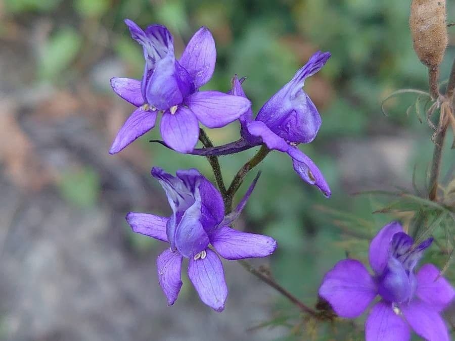 Delphinium consolida