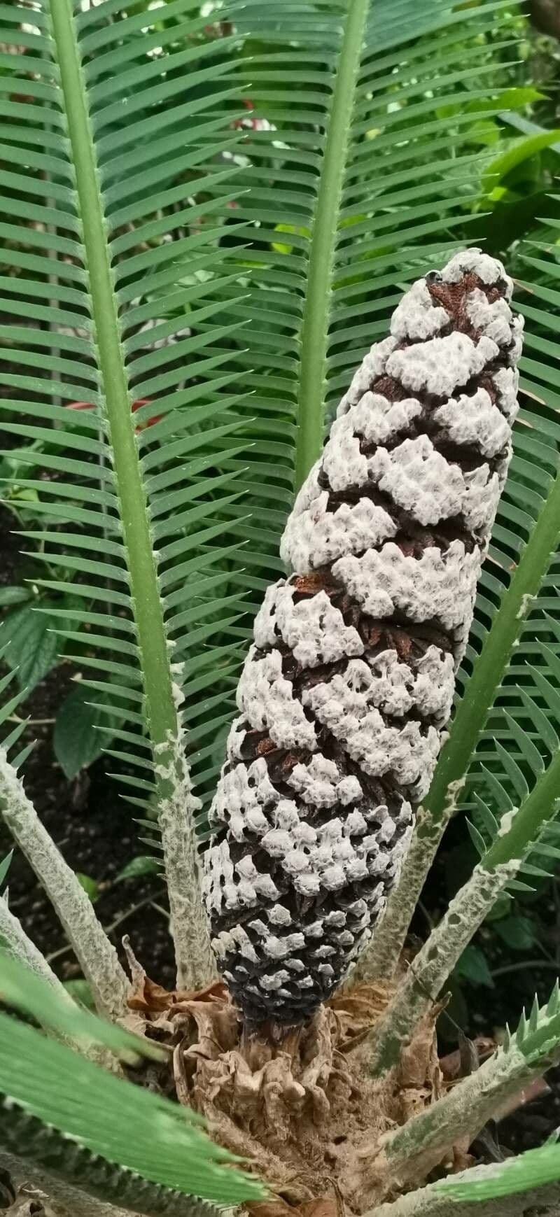 Dioon edule