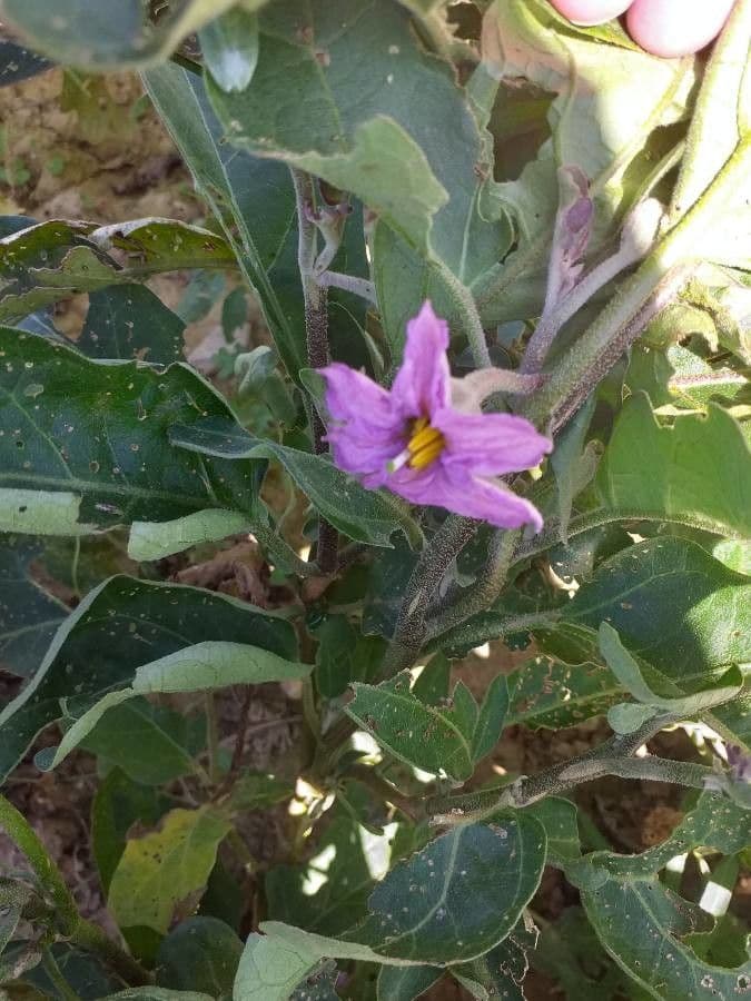 Solanum melongena