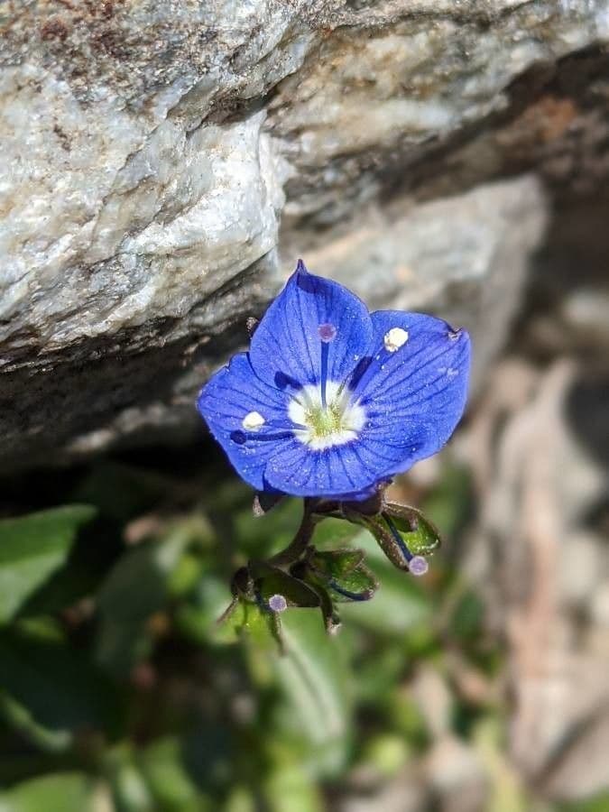 Veronica fruticans