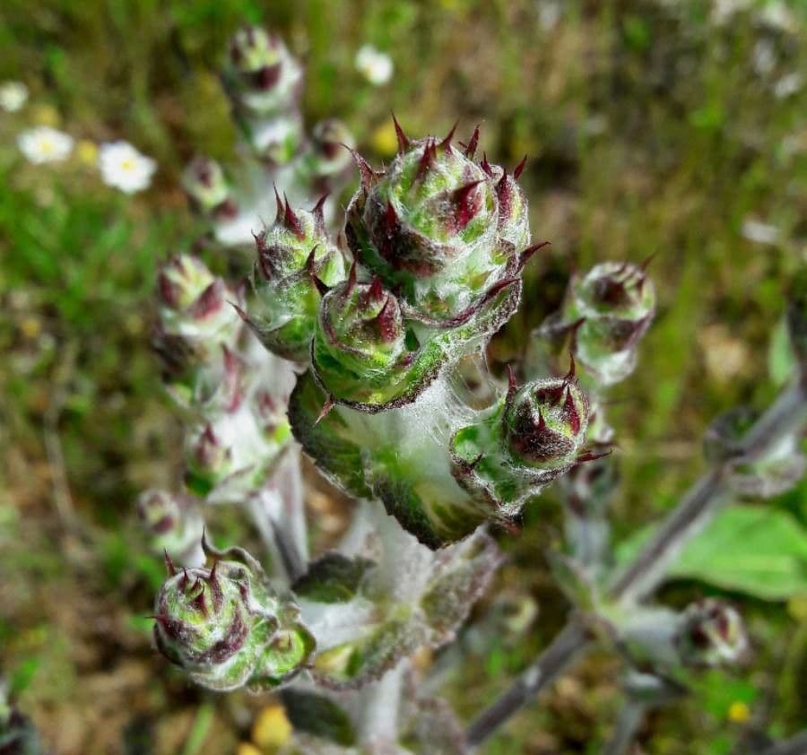 Salvia aethiopis